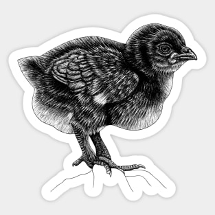 Baby chick Sticker